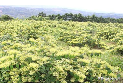 荒山种植致富技巧_荒山种植什么前景好_荒山种植视频