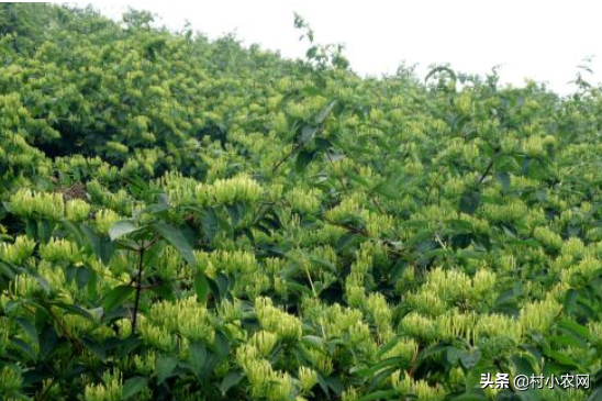 荒山种植视频_荒山种植致富技巧_荒山种植什么前景好