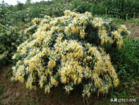 荒山种植什么前景好_荒山种植致富技巧_荒山种植视频