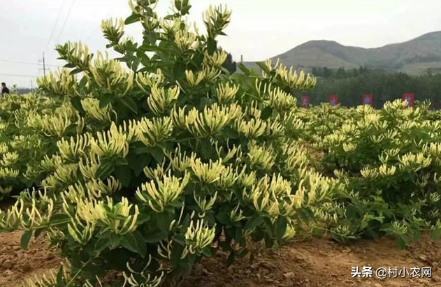 荒山种植什么前景好_荒山种植视频_荒山种植致富技巧