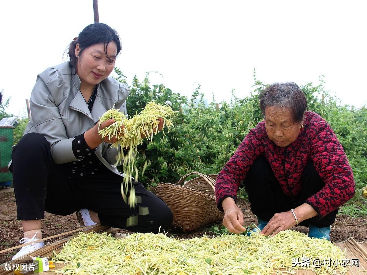 荒山种植视频_荒山种植什么前景好_荒山种植致富技巧