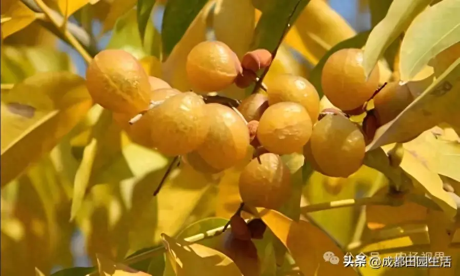 适宜荒山坡地低成本种植的树种加工链长，经济价值高，工艺还简单