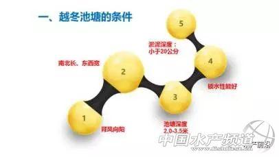 做到这十点，您的鱼儿安全越冬不再是问题！