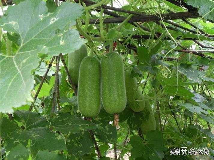 北瓜种子怎么种_北瓜种植技术_北瓜种植技术视频