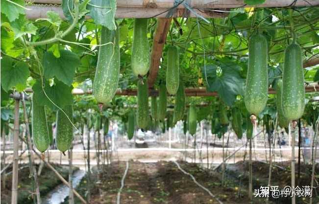 北瓜种植技术视频_北瓜种子怎么种_北瓜种植技术