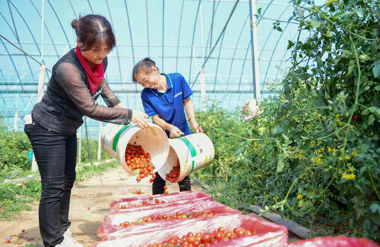 搭种植棚子_农村搭棚种植致富_种植搭棚技术