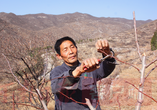 认准绿色产业路，荒山也能种出“致富树”