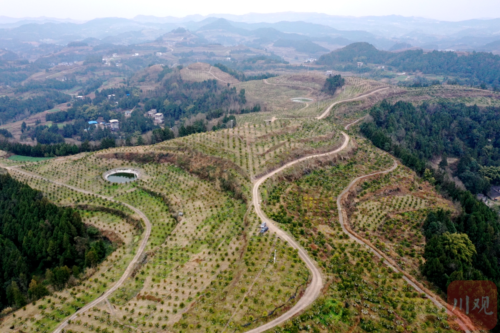 橘子种植致富_致富橘子种植方法_致富橘子种植条件