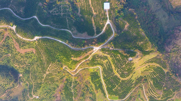 致富橘子种植方法_橘子种植_橘子种植致富