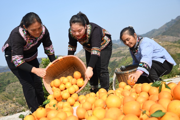 橘子种植致富_橘子种植_致富橘子种植方法