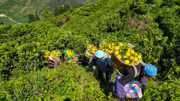 致富橘子种植方法_橘子种植_橘子种植致富