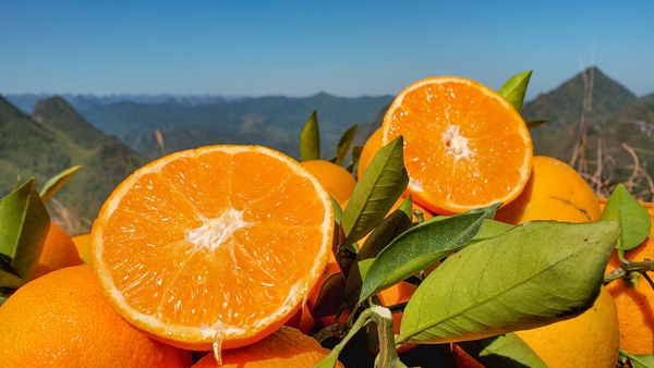 橘子种植_致富橘子种植方法_橘子种植致富