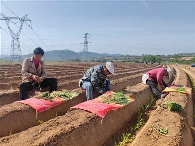 特色产业助发展 大葱种植助增收