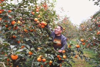 种绿化苗木前景怎么样_种植园林绿化树种致富_致富经绿化苗木种植