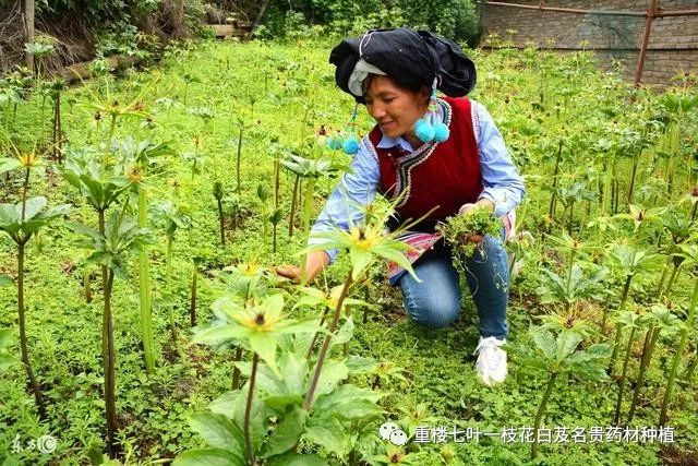 农民勤劳致富药材种植基地_药材种植致富项目_农村种植药材致富项目