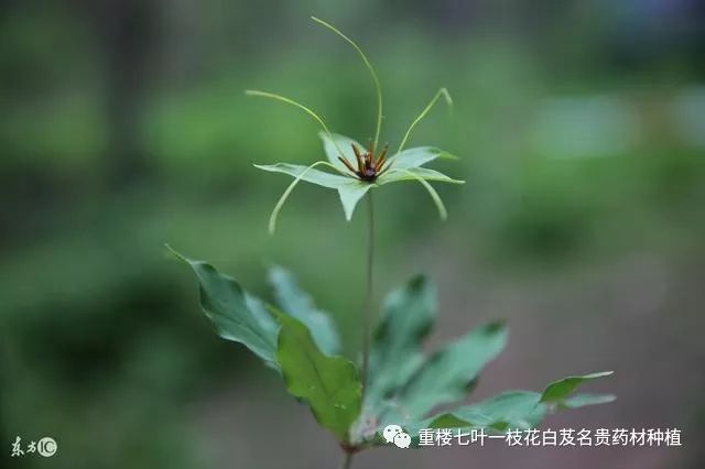 农民勤劳致富药材种植基地_农村种植药材致富项目_药材种植致富项目