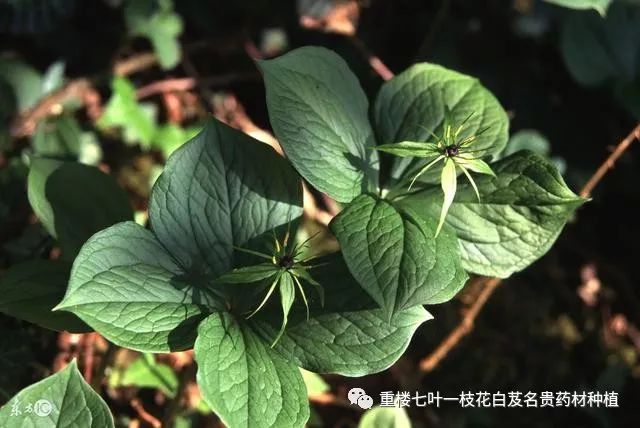 农民勤劳致富药材种植基地_农村种植药材致富项目_药材种植致富项目