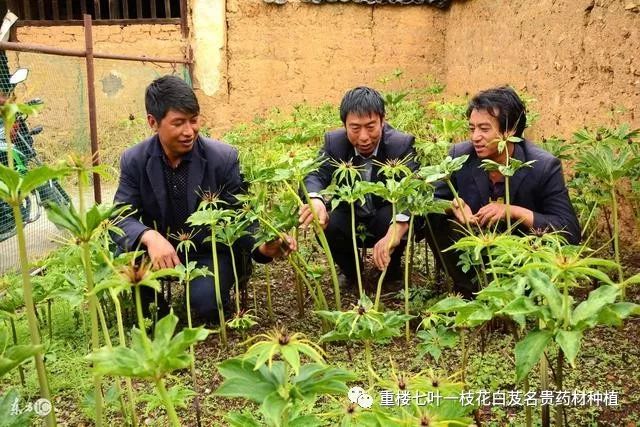 农村种植药材致富项目_药材种植致富项目_农民勤劳致富药材种植基地