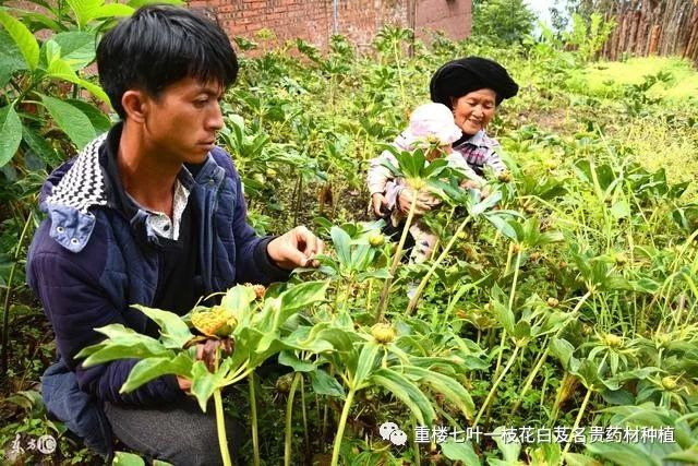 农村种植药材致富项目_农民勤劳致富药材种植基地_药材种植致富项目