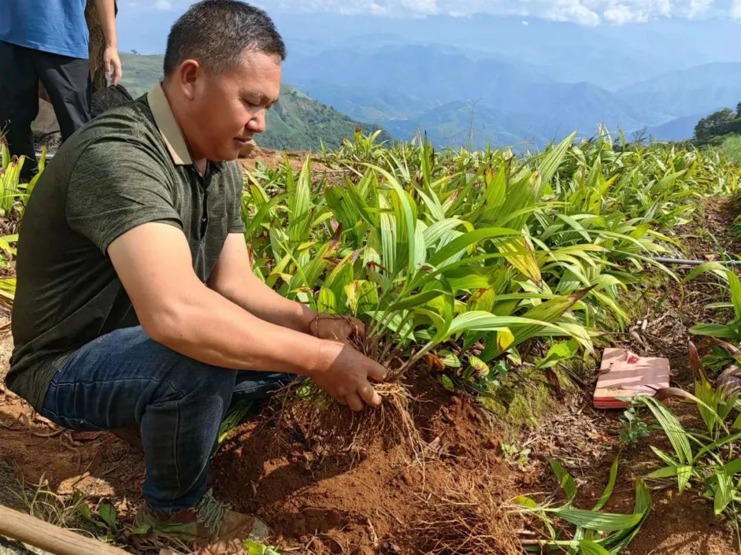 药材种植致富项目_农民勤劳致富药材种植基地_药材种植的致富带头人