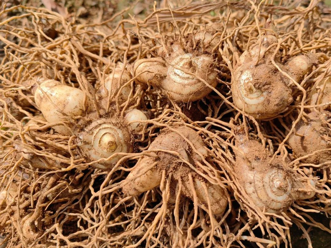 农民勤劳致富药材种植基地_药材种植的致富带头人_药材种植致富项目