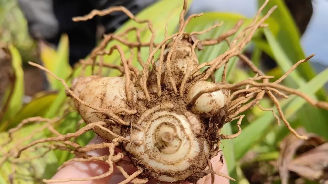 农民勤劳致富药材种植基地_药材种植致富项目_药材种植的致富带头人