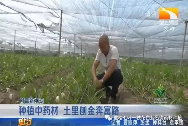 药材种植的致富带头人_农村种植药材致富项目_农民勤劳致富药材种植基地