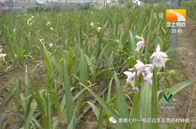 药材种植的致富带头人_农村种植药材致富项目_农民勤劳致富药材种植基地