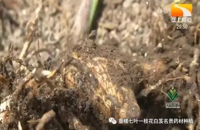 农村种植药材致富项目_农民勤劳致富药材种植基地_药材种植的致富带头人