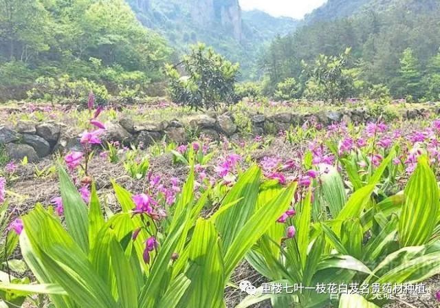 农村种植药材致富项目_农民勤劳致富药材种植基地_药材种植的致富带头人