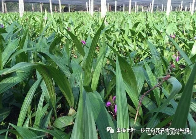 农民勤劳致富药材种植基地_农村种植药材致富项目_药材种植的致富带头人