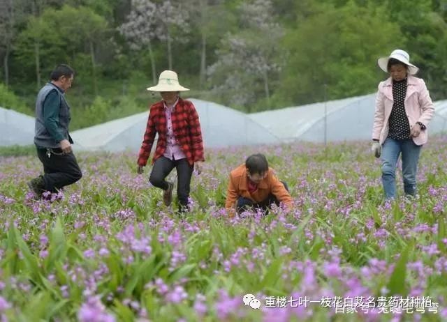 农民勤劳致富药材种植基地_农村种植药材致富项目_药材种植的致富带头人