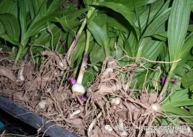 药材种植的致富带头人_农村种植药材致富项目_农民勤劳致富药材种植基地