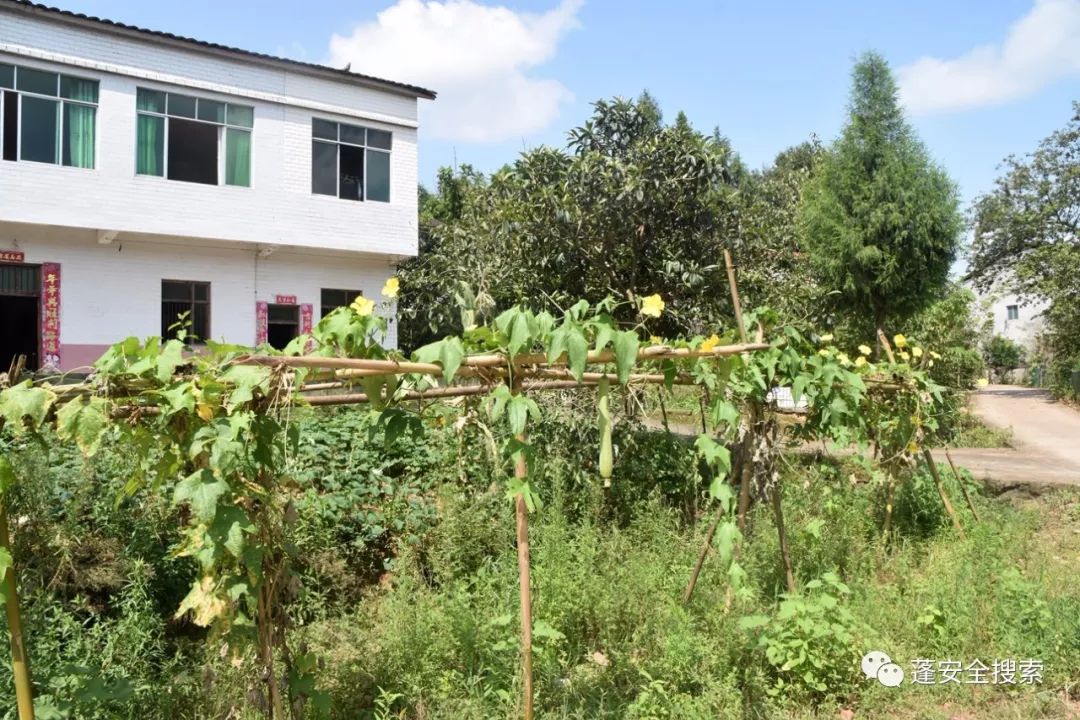 药材种植致富项目_药材种植的致富带头人_农民勤劳致富药材种植基地