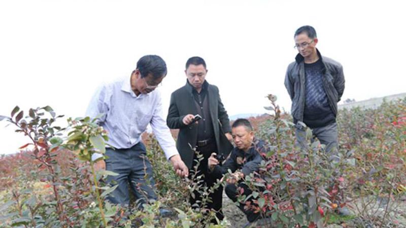 贵州种植致富的人_2020贵州种植什么赚钱_贵州种植基地