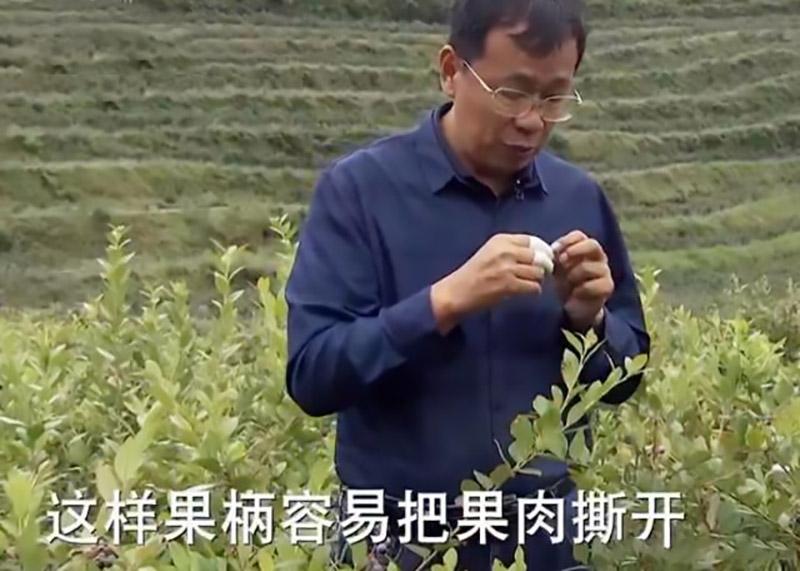 贵州种植致富的人_贵州种植基地_2020贵州种植什么赚钱