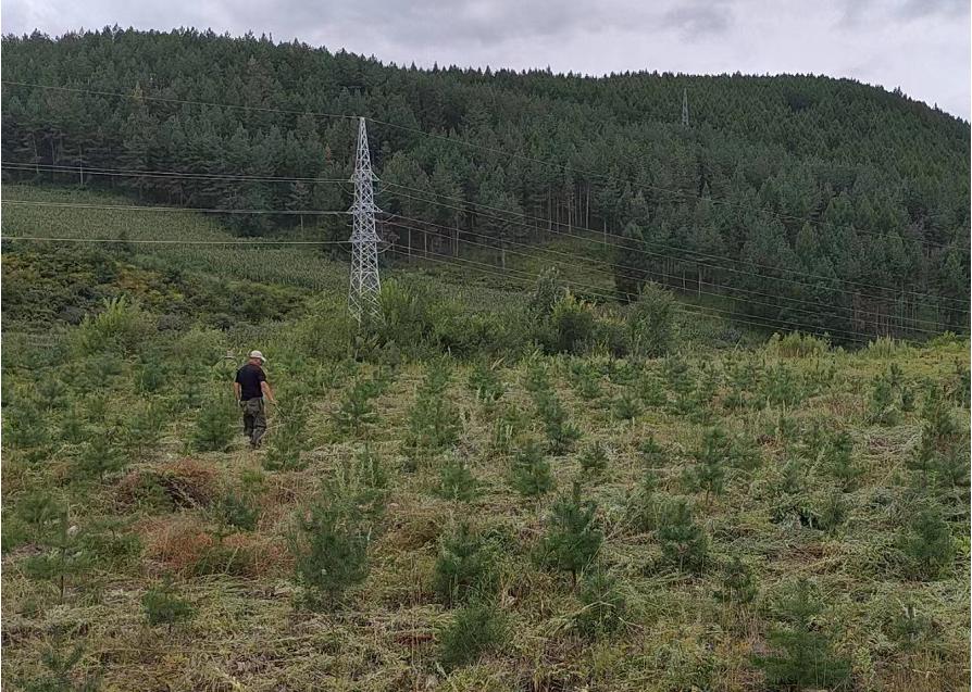 种植绿化苗木的利润_致富经绿化苗木种植_种植园林绿化树种致富