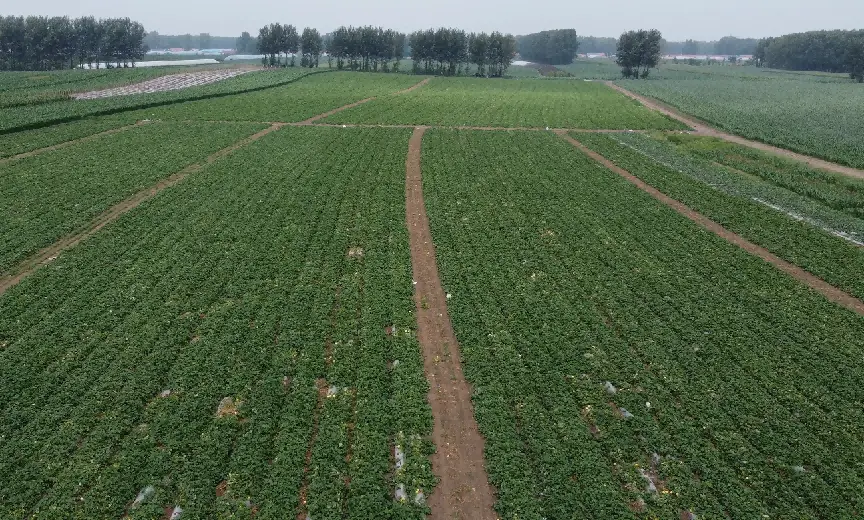 致富经甜瓜种植视频_甜瓜种植致富路线图片_致富种植视频全集