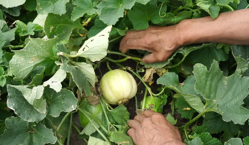 致富经甜瓜种植视频_甜瓜种植致富路线图片_致富种植视频全集