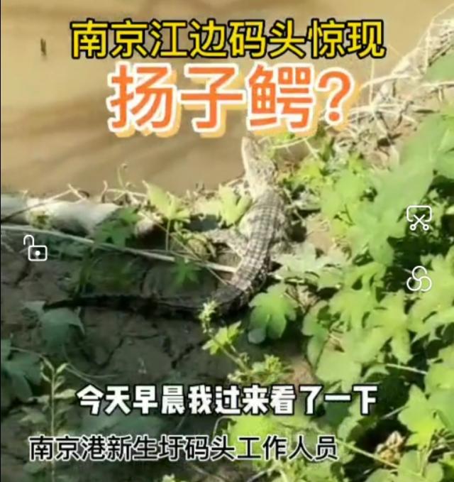 养殖泰鳄违法吗_泰鳄的养殖技术_泰鳄饲养