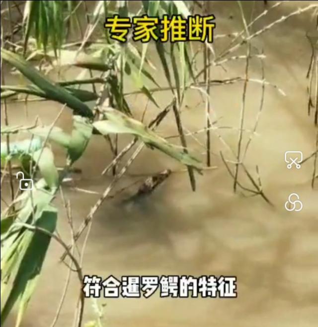 养殖泰鳄违法吗_泰鳄饲养_泰鳄的养殖技术