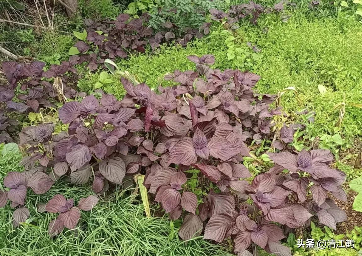 种植紫苏赚钱吗_种植利润紫苏技术怎么样_紫苏种植技术及利润