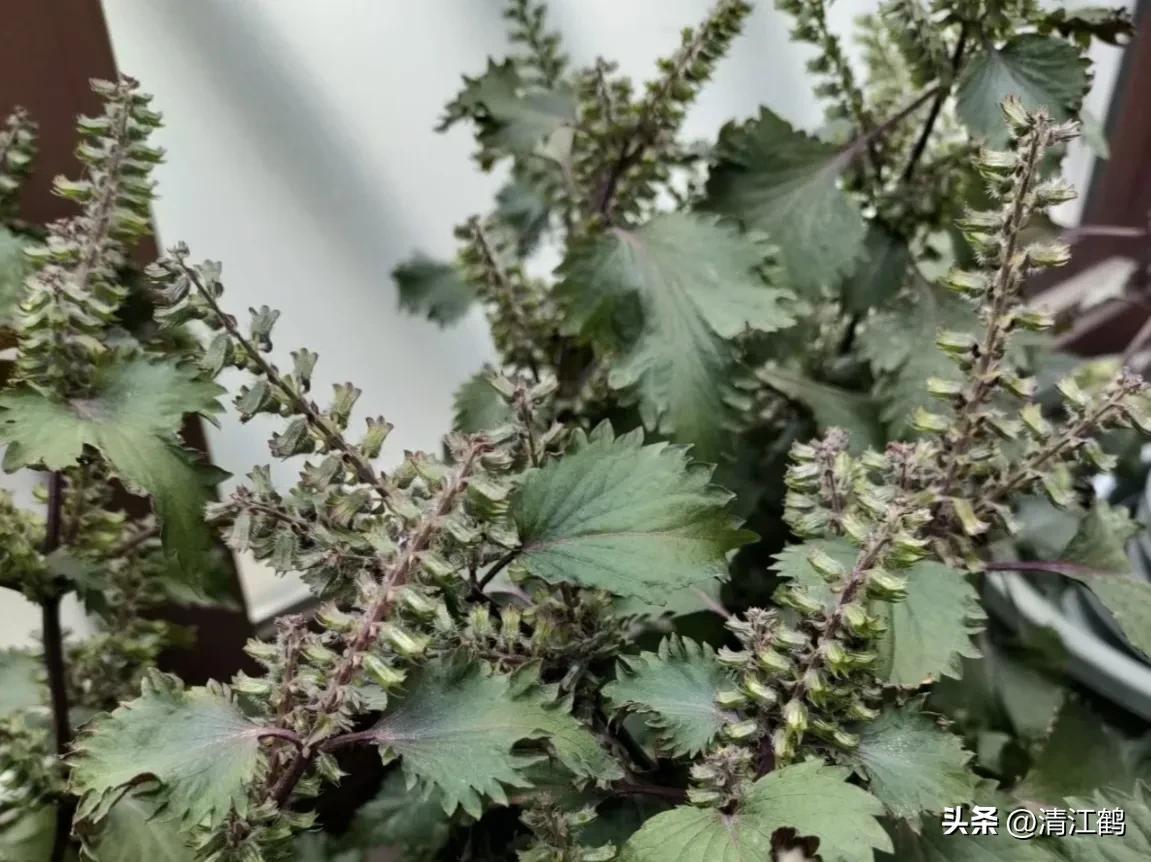 紫苏种植技术及利润_种植利润紫苏技术怎么样_种植紫苏赚钱吗