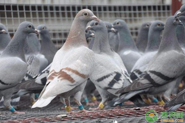 适合东北养殖致富项目_东北养殖什么致富_东北农村养殖致富门路