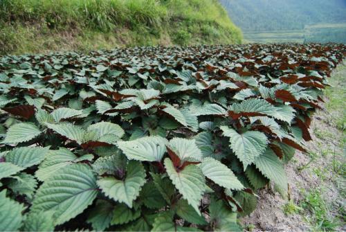 紫苏高产种植技术，掌握科学管理知识，帮助种植户提高经济效益