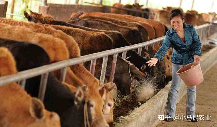 牛粪养猪是骗局_牛粪养猪技术_牛粪养殖致富