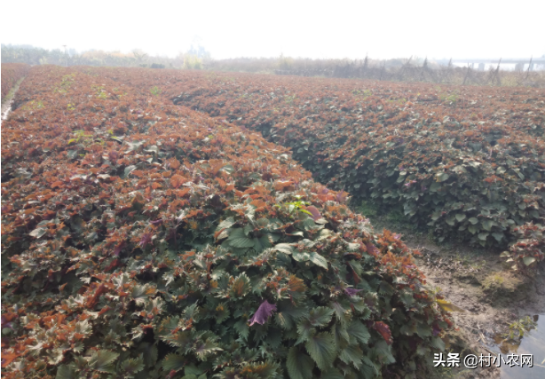 种植利润紫苏技术怎么样_紫苏种植技术及利润_种植紫苏的经济效益