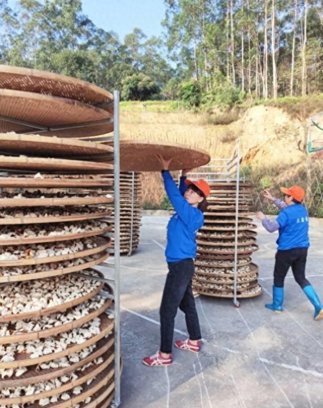 颠覆传统！外地女孩儿在博罗打造农业帝国，带动村民致富