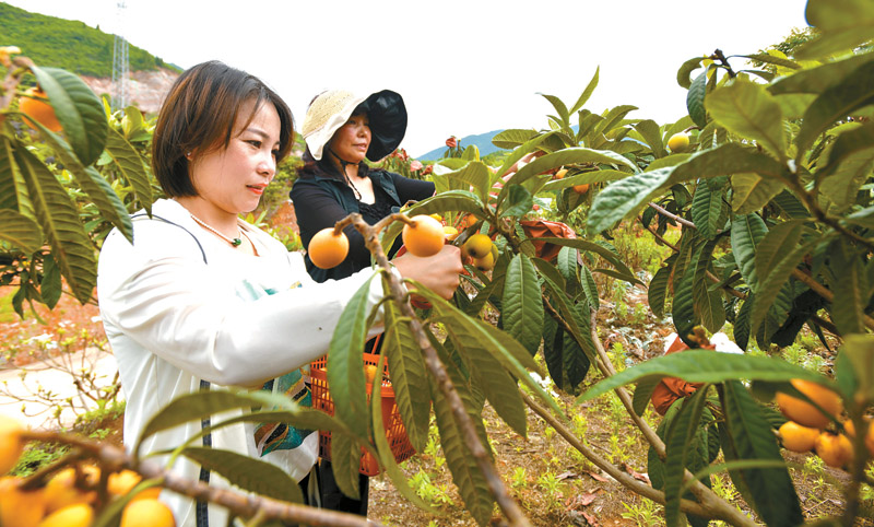 致富种植枇杷怎么样_致富经枇杷种植视频_种植枇杷致富