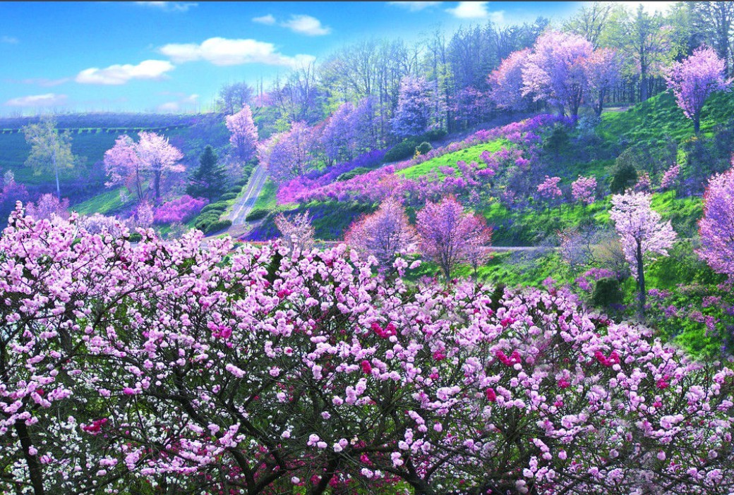 致富经 的神仙树是什么_致富经神仙树叶_致富经神仙树